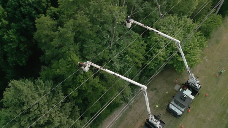 Best Emergency Tree Removal  in Mountain Road, VA